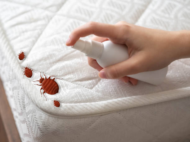 Best Local Pest Control Services  in Martin, SD